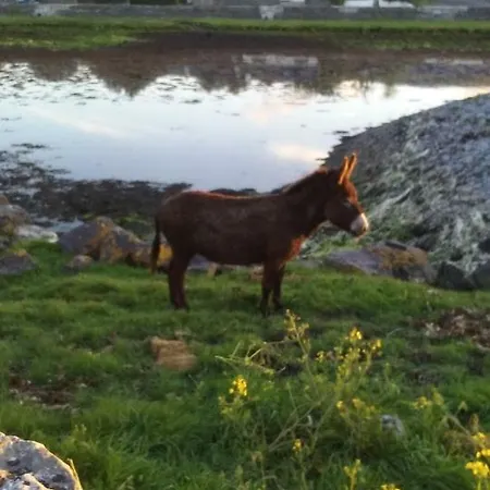 Gentian Ballyvaughan