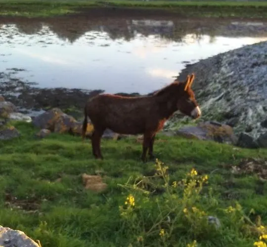 Gentian Ballyvaughan