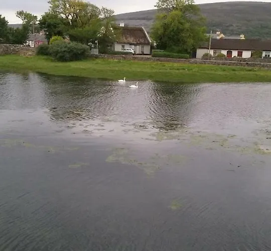 Gentian Ballyvaughan